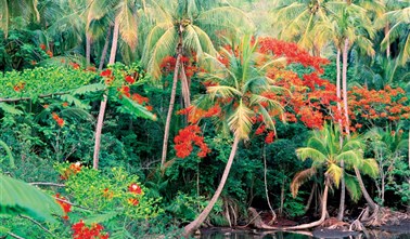 Guadeloupe