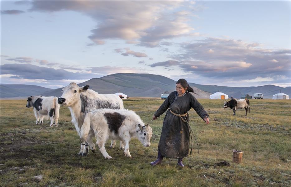 Mongolsko - chov hospodářských zvířat